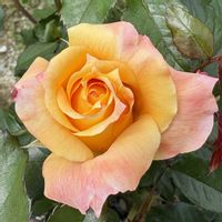 バラ,大好きなお花,いつも、いいね❤をありがとうございます‼,ばら バラ 薔薇,お出かけ先の画像