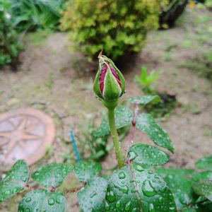 花のある暮らし,四季の彩り,薔薇バラばら♪,春の風景♥️,春庭♥️の画像