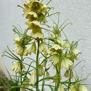 バイモユリ,貝母百合,編笠百合,優しげ,小さな庭の画像