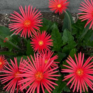 小さな庭の画像