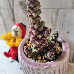 モナデニウム リチェイ,薄化粧の花,多肉植物,大好き,お気に入り♡の画像