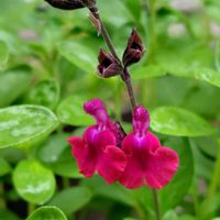 チェリーセージ,薔薇,ビオラ,虹色スミレ,ピエールドゥロンサールの画像