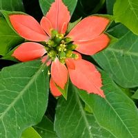 ショウジョウソウ,サマーポインセチア,こぼれ種,植えっぱなし,葉っぱの画像