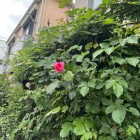 つるローズうらら,バラを楽しむ,ばら バラ 薔薇,ばら 薔薇 バラの画像