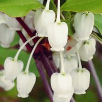 ドウダンツツジ,馬酔木(アセビ）,おでかけ先,平和を願う☆,GSの繋がりに感謝♡の画像