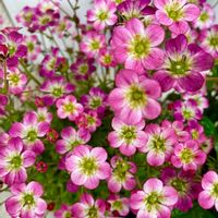 マンサク,ヤブレガサ,クモマグサ,ハナカイドウ,ハナカイドウの画像