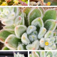 セトーサ,シュウレイ,朧月(おぼろづき),多肉植物,エケベリア属の画像
