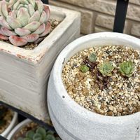 亀甲竜,ドドランタリス,アルブカ スピラリス フリズルシズル,ササ,オトンナ レトロルサの画像