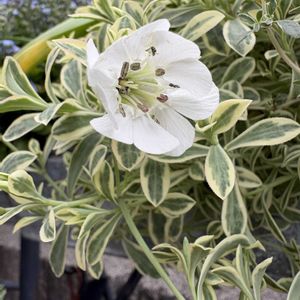 シレネ,シレネ,シレネ・ユニフローラ,シレネ・ユニフローラ,花のある暮らしの画像