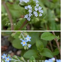 アザミ,キュウリグサ,シロツメクサ,スパラキシス,ナガミヒナゲシの画像