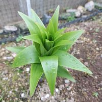 カサブランカ,ユリの画像