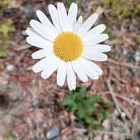 ノースポール,マーガレット,鉢植え,地植え,似たもの同士の画像