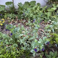 セリンセ・マヨール,リムナンテス ポーチドエッグ,ユリオプス デージー,ラグラス（バニーテール）,ストック　アプリコットの画像