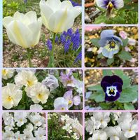 イカリソウ,イベリス,キクザキイチゲ,サクラ,センボンヤリの画像