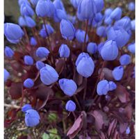 タツタソウ,地植え,4月,庭の画像