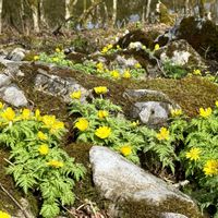 ザゼンソウ,福寿草,海津大崎の桜の画像