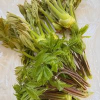 コシアブラ,たらの芽,山菜の画像