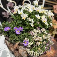 アリッサム,ブラキカム,ビオラ,ヒューケラ,寄せ植えの画像