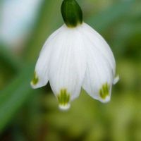 スノーフレーク,チューリップ,ネモフィラ,原種チューリップ,咲いた！の画像