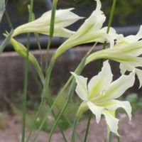 グラジオラスの画像