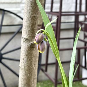 サマンサ,地植え原種チューリップ,ナチュラルガーデン,花は癒やし♡,小さな庭の画像