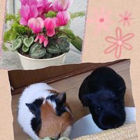 シクラメン,ガーデンシクラメン,ネフロレピス,実生,花のある暮らしの画像