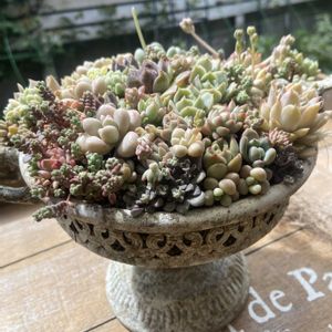 白雪ミセバヤ,ナンバーワン,だるま姫秀麗,リラシナ×ハルゲンビリ,多肉寄せ植えの画像