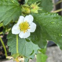 イチゴ,クレソン,ラベンダー,紅稚児,蛾眉山の画像