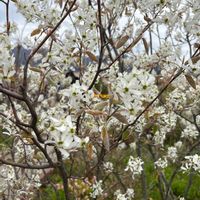 ジューンベリーの画像