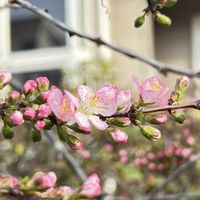 シラネアオイ,ハナカイドウ,ハツネスミレ,エイザンスミレ（叡山菫）,今日のお花の画像