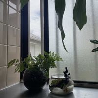 まりも,トキワシノブ,ダバリア　ラビットフッド,多肉植物,観葉植物の画像