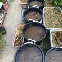 ハス,ハス,ハス,可愛い,水生植物の画像