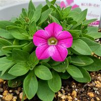 アイビーゼラニウム,ペチュニア,花のある暮らし,植物のある暮らし,庭の画像