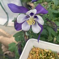 西洋オダマキ,西洋オダマキ,西洋オダマキ,開花,可愛いの画像