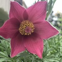 セイヨウオキナグサ,セイヨウオキナグサ,セイヨウオキナグサ,開花,可愛いの画像