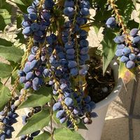 ヒイラギナンテン,ヒイラギナンテン、チャリティーの画像