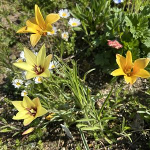 原種チューリップ・クルシアナ　シンシア,リクニス フロスククリ,ナチュラルガーデン,春の庭の画像