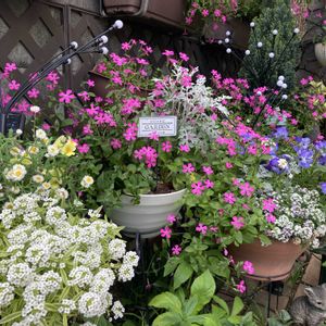 シレネピンクパンサー,ガーデニング,花のある暮らし,マンション専用庭,庭の画像