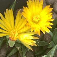 サンジソウ,サンジソウ,ベルゲランサス(三時草),開花,可愛いの画像