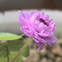 八重咲きバイカラマツ,バイカラマツ,バイカラマツ,開花,可愛いの画像