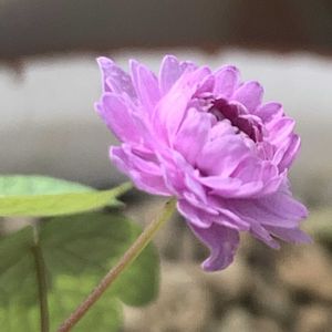 八重咲きバイカカラマツ,八重咲きバイカカラマツ,八重咲きバイカカラマツ,開花,可愛いの画像