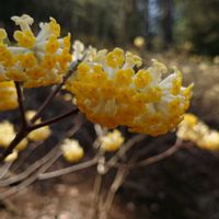 ミツマタ,都留アルプスの画像