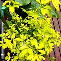 寄せ植え,ガーデニング,可愛いお花♡,癒されて❤️,なんて素敵なお花✨の画像