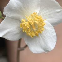 シラユキゲシ,シラユキゲシ,シラユキゲシ(スノーポピー),開花,可愛いの画像