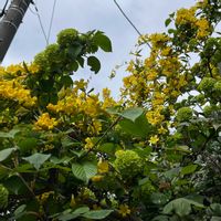 カロライナジャスミン,オオデマリ（大手毬）,美しい,道端,立派！！の画像