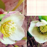 クリスマスローズ,クリスマスローズ　セミダブル,レンテン・ローズ,地植え,実生の画像