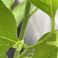 ツルウメモドキ,鉢植え,実生,種から,強風ベランダの画像