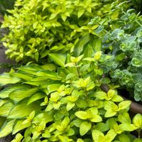 ギボウシ,ミセバヤ,シモツケ ライムマウンド,オレガノノートンズゴールド,カラーリーフの画像