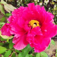 地植え,ピンク系,百花の王,庭の画像