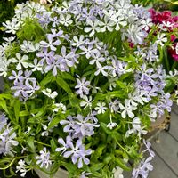 フロックス,フロックス　ディバリカータ,鉢植え,地植え,花のある暮らしの画像